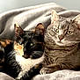 abyssinian, animal, bed, blackcat, blanket, cat, couch, furniture, homedecor, kitten, linen, manx, person, pet, quilt, siamese, sleeping