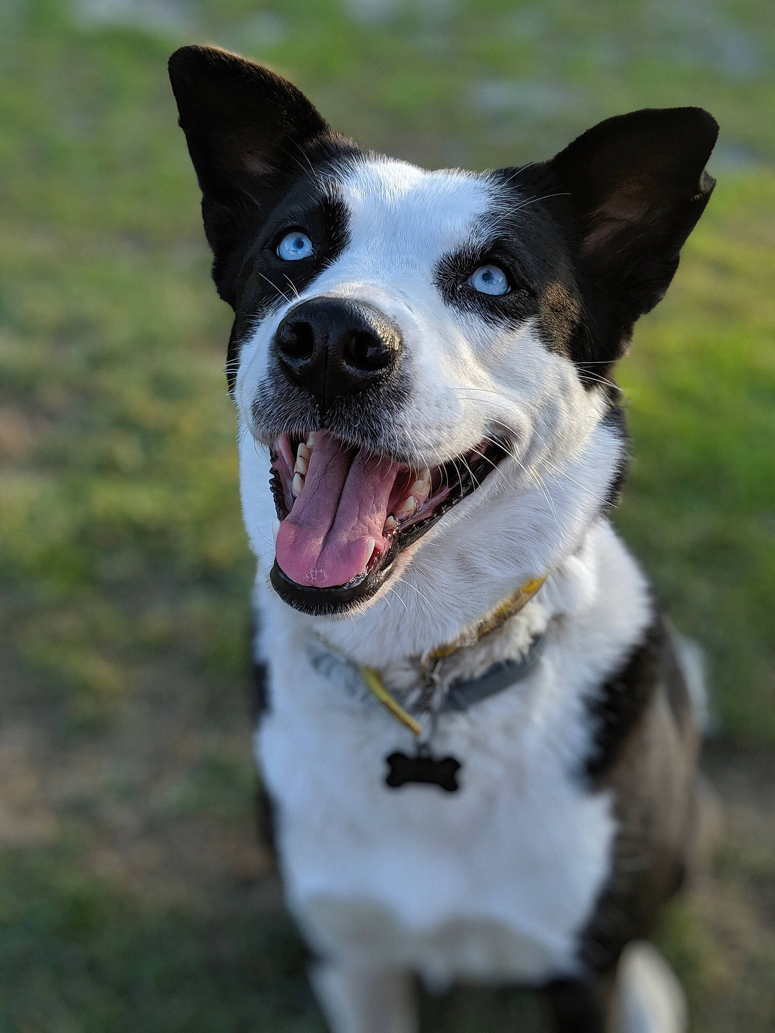 Luna joined the competition — help win amazing prizes! australian_collie, australian_kelpie, border_collie, canidae, cardigan_welsh_corgi, carnivore, dog, dog_breed, mammal, mcnab, rare_breed_dog, snout, sporting_group, vertebrate