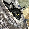 cat, black_cat, white_markings, yellow_eyes, whiskers, ears, animal, pet, feline, portrait, peeking, hiding, plaid, fabric, blanket, cozy, indoors, close_up, alert, funny