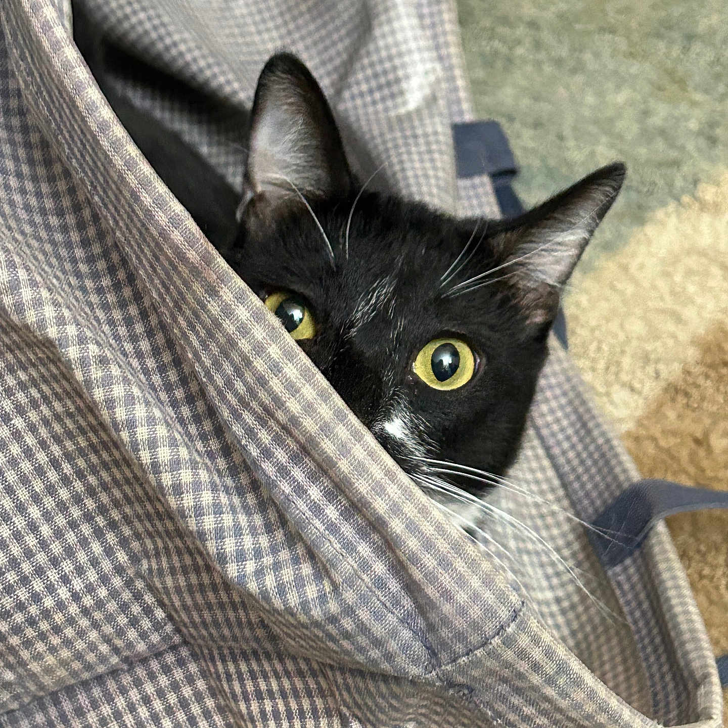 Cat Cat is registered to the contest to win money with this photo: cat, black_cat, white_markings, yellow_eyes, whiskers, ears, animal, pet, feline, portrait, peeking, hiding, plaid, fabric, blanket, cozy, indoors, close_up, alert, funny