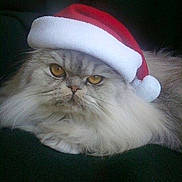 Bella joined the competition — help win amazing prizes!