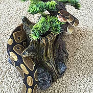 Theodora is registered to the contest to win money with this photo: