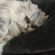 Bella is registered to the contest to win money with this photo: