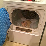 Duchess is registered to the contest to win money with this photo: