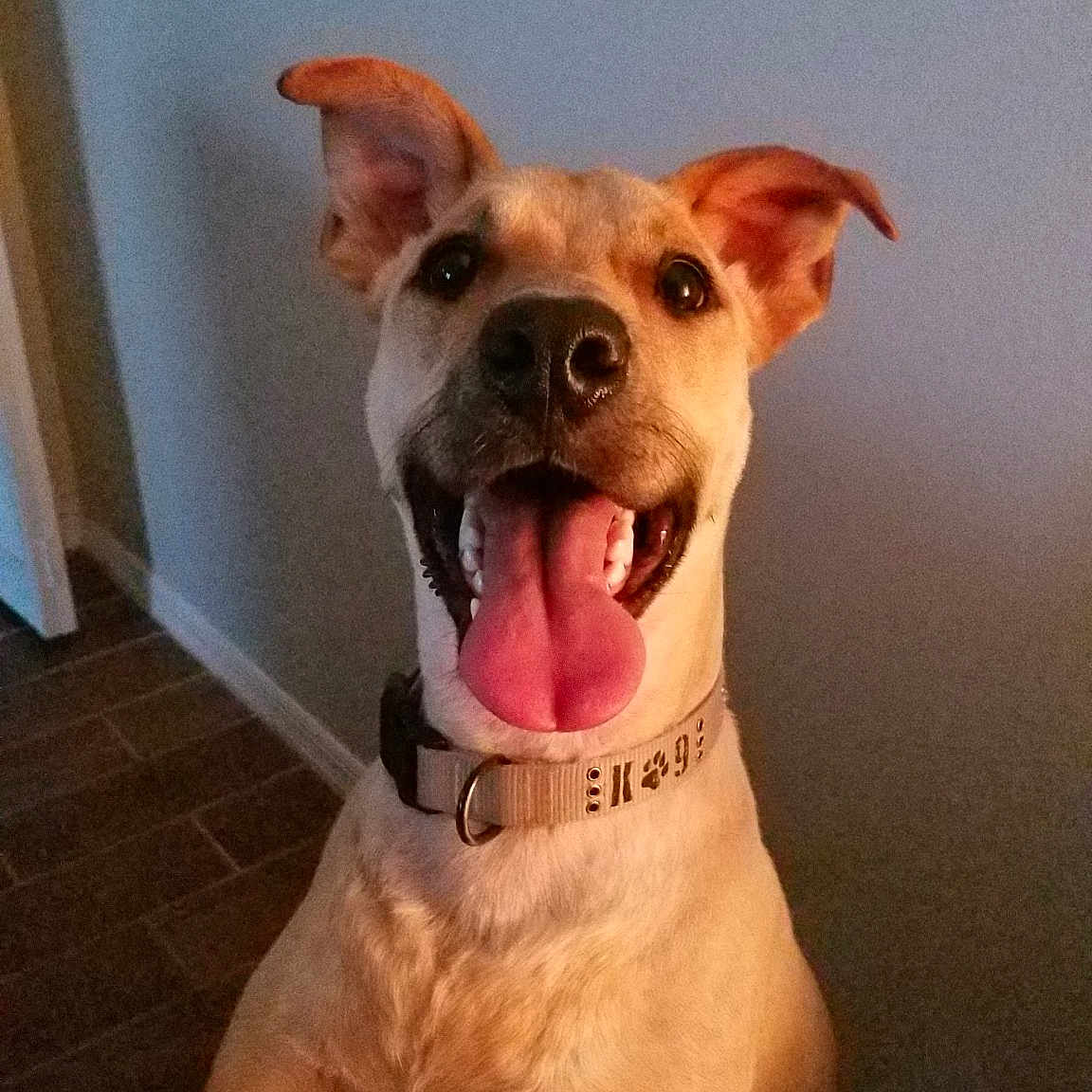 Deuce joined the competition — help win amazing prizes! ancient_dog_breeds, canidae, carnivore, dog, dog_breed, dog_collar, ear, fawn, mammal, non_sporting_group, nose, rare_breed_dog, snout, sporting_group, vertebrate