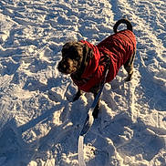 Pepper is registered to the contest to win money with this photo: animal, canine, cold, daylight, dog, frozen_ground, fur, leash, nature, outdoor, park, paws, pet, portrait, red_jacket, shadow, snow, sunlight, walking, winter