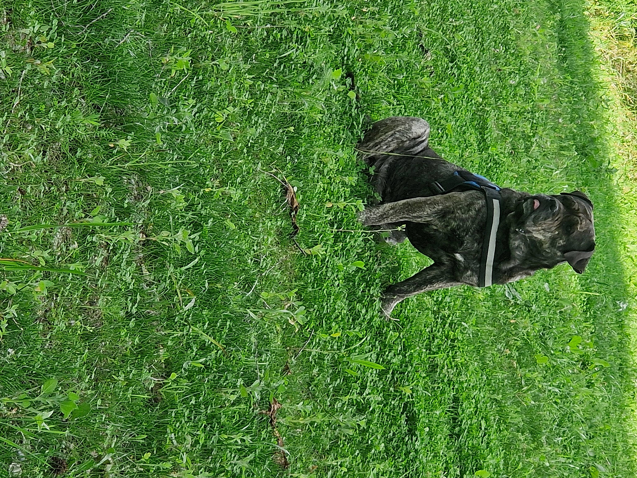 Parker a rejoint le concours — aidez-le/la à gagner de superbes lots ! art, canidae, carnivore, dog, dog_breed, grass, grass_family, grassland, green, groundcover, lawn, pasture, people_in_nature, plant, sculpture, shrub, statue, tail, terrestrial_animal, tree