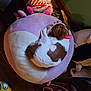 puppy, dog, sleeping, plush_cushion, purple, white, pink_collar, toy, wooden_floor, indoor, cute, stuffed_animal, relaxing, pet, animal, home, cozy, resting, colorful, floor