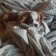 Bell is registered to the contest to win money with this photo: puppy, dog, blanket, cozy, sleepy, fur, pet, indoor, soft, brown, white, texture, comfort, resting, cute, animal, bed, warm, relaxed, snuggled