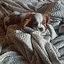 puppy, dog, blanket, cozy, sleepy, fur, pet, indoor, soft, brown, white, texture, comfort, resting, cute, animal, bed, warm, relaxed, snuggled