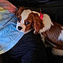 dog, pet, cavalier_king_charles_spaniel, red_collar, person, clothing, shirt, pants, couch, indoor, lap, fur, brown_and_white, resting, companion, looking_up, cozy, domestic, animal, cute