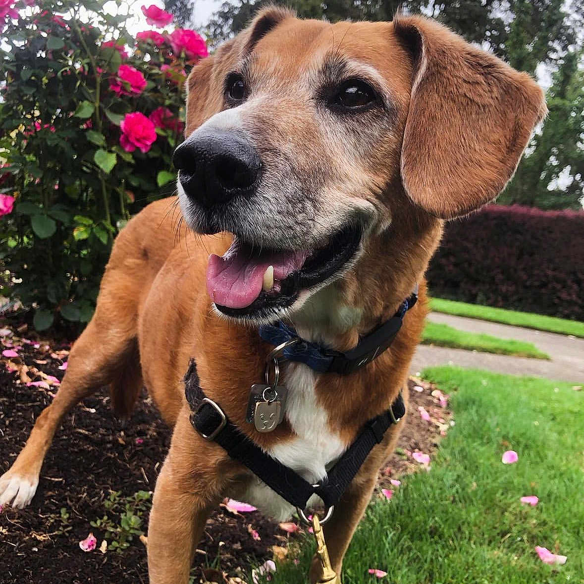 Brody joined the competition — help win amazing prizes! accessories, animal, canine, dog, flower, geranium, grass, herbal, herbs, hound, jar, pet, petal, plant, planter, pottedplant, puppy, purple, strap, vegetation
