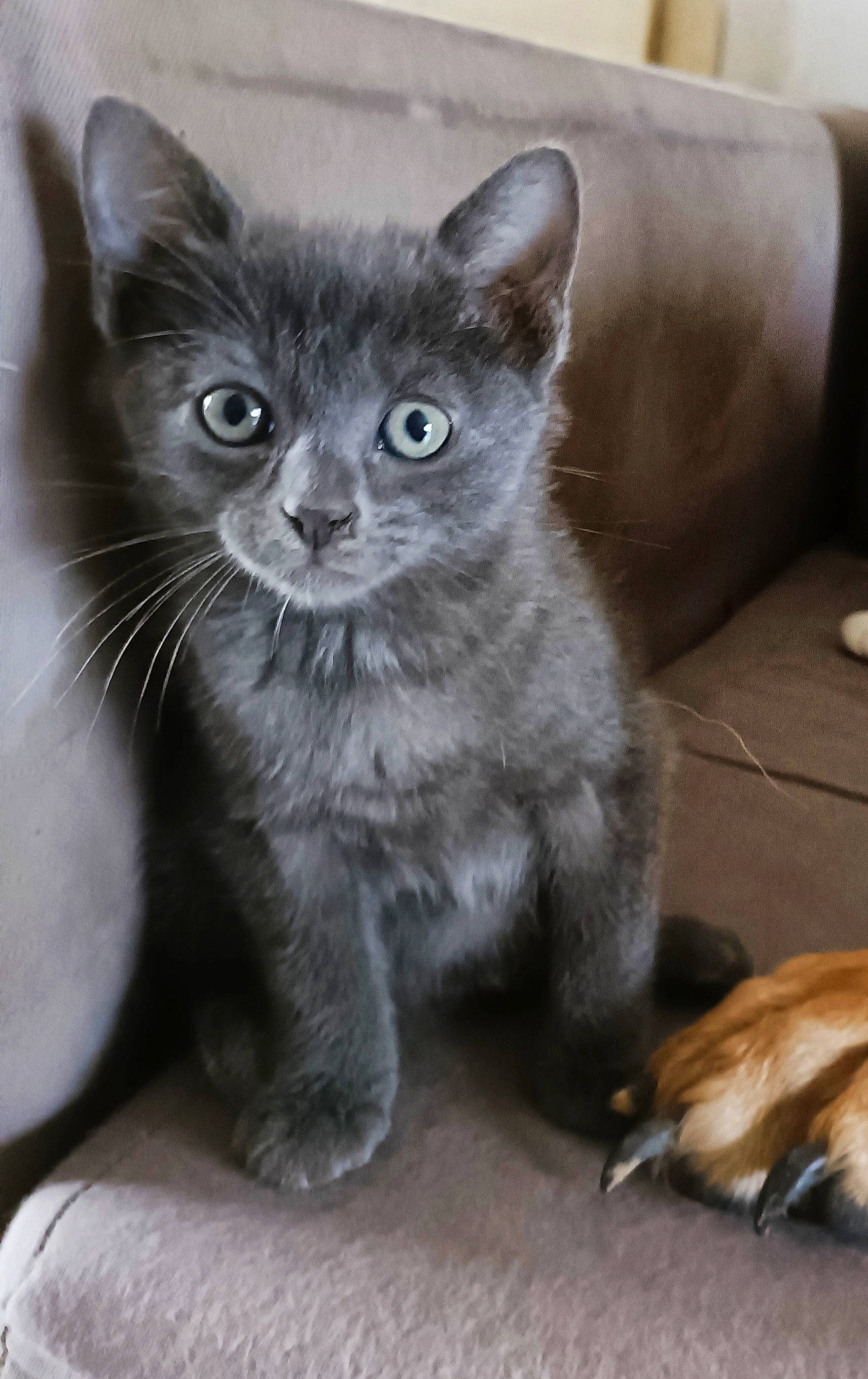 Sletee a rejoint le concours — aidez-le/la à gagner de superbes lots ! carnivore, cat, couch, domestic_short_haired_cat, felidae, fur, grey, mammal, paw, russian_blue, sleeper_chair, small_to_medium_sized_cats, tail, terrestrial_animal, vertebrate, whiskers, window