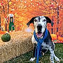 Bruno is registered to the contest to win money with this photo: animal, autumn, background, black_and_white_dog, decorations, dog, fall, festive, grass, happy, hay_bale, leaves, nature, outdoor, portrait, pumpkin, scarecrow, scarf, seasonal, smiling_dog
