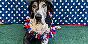 Bruno joined the competition — help win amazing prizes! animal, background, calm, costume, cowboy_hat, cute, decorated, dog, festive, flower_lei, great_dane, green_turf, laying_down, outdoor, patriotic, pet, portrait, red_white_blue, star_pattern, sunglasses