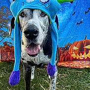 Bruno joined the competition — help win amazing prizes! animal, bats, blue, costume, cute, dog, festive, grass, green, halloween, happy, hat, jack_o_lantern, monster_hat, moon, outdoor, pet, portrait, pumpkin, purple