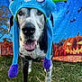 animal, bats, blue, costume, cute, dog, festive, grass, green, halloween, happy, hat, jack_o_lantern, monster_hat, moon, outdoor, pet, portrait, pumpkin, purple
