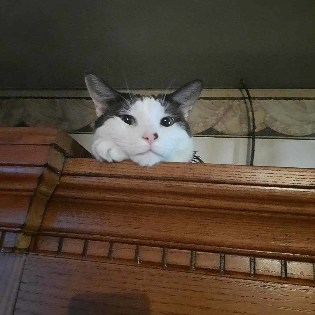 Voltaire joined the competition — help win amazing prizes! abyssinian, animal, bookcase, cat, closet, cupboard, desk, drawer, furniture, hardwood, indoors, interiordesign, kitten, manx, person, pet, plywood, shelf, table, wood