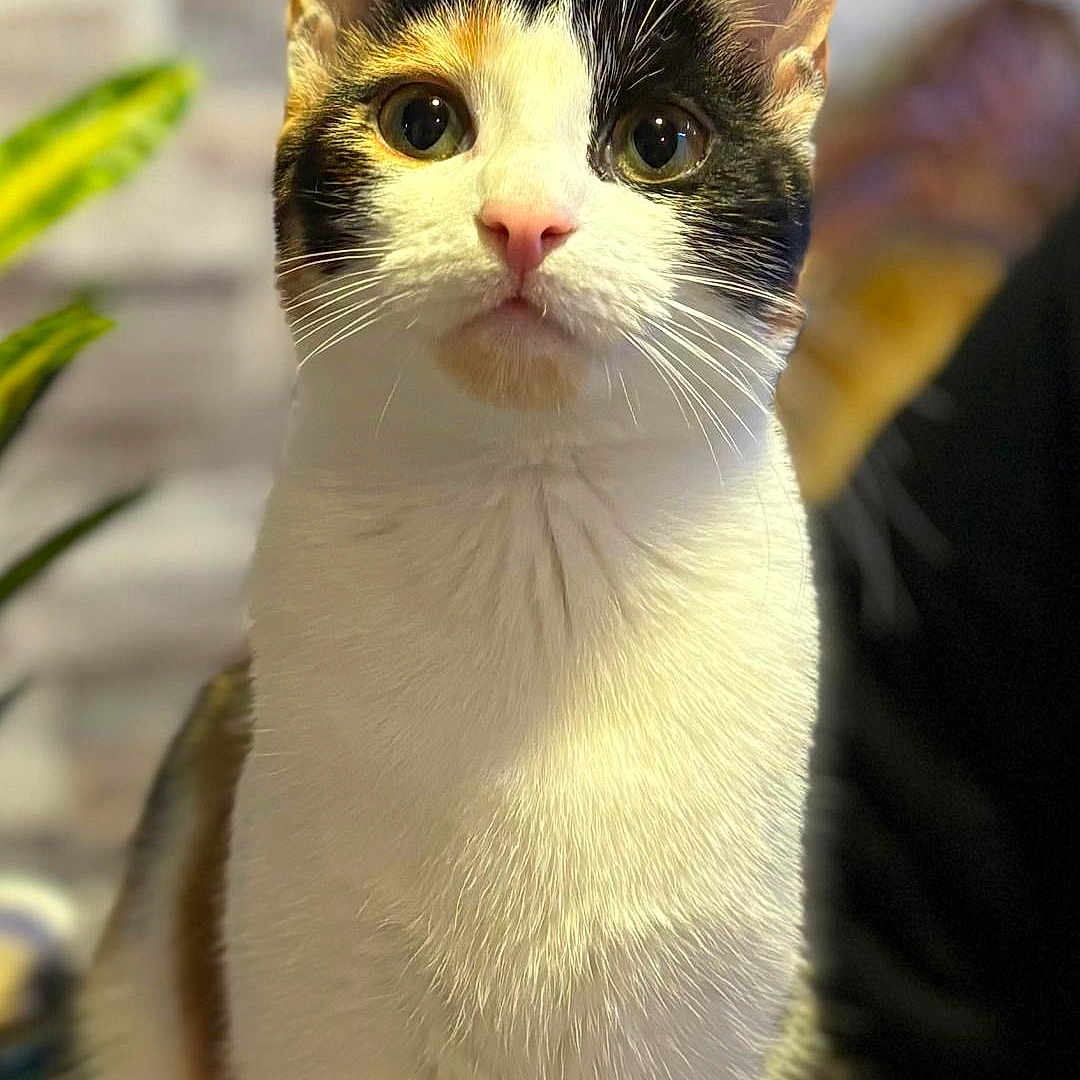 Bella participe au concours pour gagner de l'argent avec cette photo : animal, blurred_background, calico, cat, closeup, cozy, curious, domestic, ear, eye, feline, fur, houseplant, indoor, mammal, nose, pet, portrait, sitting, whiskers