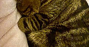 Champ joined the competition — help win amazing prizes! cat, tabby, sleeping, curled_up, pet, feline, fur, striped, cozy, blanket, resting, domestic_animal, animal, cute, soft, mammal, whiskers, ears, relaxation, indoor