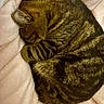cat, tabby, sleeping, curled_up, pet, feline, fur, striped, cozy, blanket, resting, domestic_animal, animal, cute, soft, mammal, whiskers, ears, relaxation, indoor
