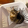 Champ is registered to the contest to win money with this photo: cat, tabby, laundry_basket, indoor, pet, curious, looking_up, white, tiles, wooden_door, shadow, light_pattern, floor, cozy, animal, domestic, feline, closeup, sitting, cute