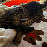 Champ is registered to the contest to win money with this photo: cat, tabby_cat, sleeping, blanket, teddy_bear_pattern, indoor, cozy, furniture, rug, carpet, paw, fur, resting, animal, pet, home, comfort, relaxation, close_up, warm
