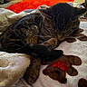 cat, tabby_cat, sleeping, blanket, teddy_bear_pattern, indoor, cozy, furniture, rug, carpet, paw, fur, resting, animal, pet, home, comfort, relaxation, close_up, warm