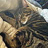 Champ is registered to the contest to win money with this photo: cat, tabby, sleeping, cozy, blanket, fur, indoor, pet, whiskers, relaxation, striped, closeup, soft, comfortable, animal, nap, domestic, cute, feline, resting