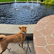 Nico is registered to the contest to win money with this photo: brown_dog, buildings, cars, dog, flowers, fountain, grass, landscaping, leash, outdoor, park, pavement, plants, public_space, sidewalk, stonework, street, summer, sunlight, water