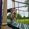 Nico is registered to the contest to win money with this photo: brown_fur, canine, chains, collar, daylight, dog, grass, nature, outdoor, park, photography, play_equipment, playground, pointed_ears, portrait, shiba_inu, standing, swing, trees, white_chest