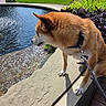 Nico joined the competition — help win amazing prizes! animal_photography, brown_fur, canine, dog, fountain, garden, harness, leash, outdoor, park, pet, plants, pointed_ears, profile, shiba_inu, standing, sunlight, urban_background, water, white_chest