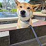 animal, bench, brick, canine, close_up, collar, dog, ears, face, flowers, fountain, leash, outdoors, park, pet, portrait, shiba_inu, sunny, trees, water