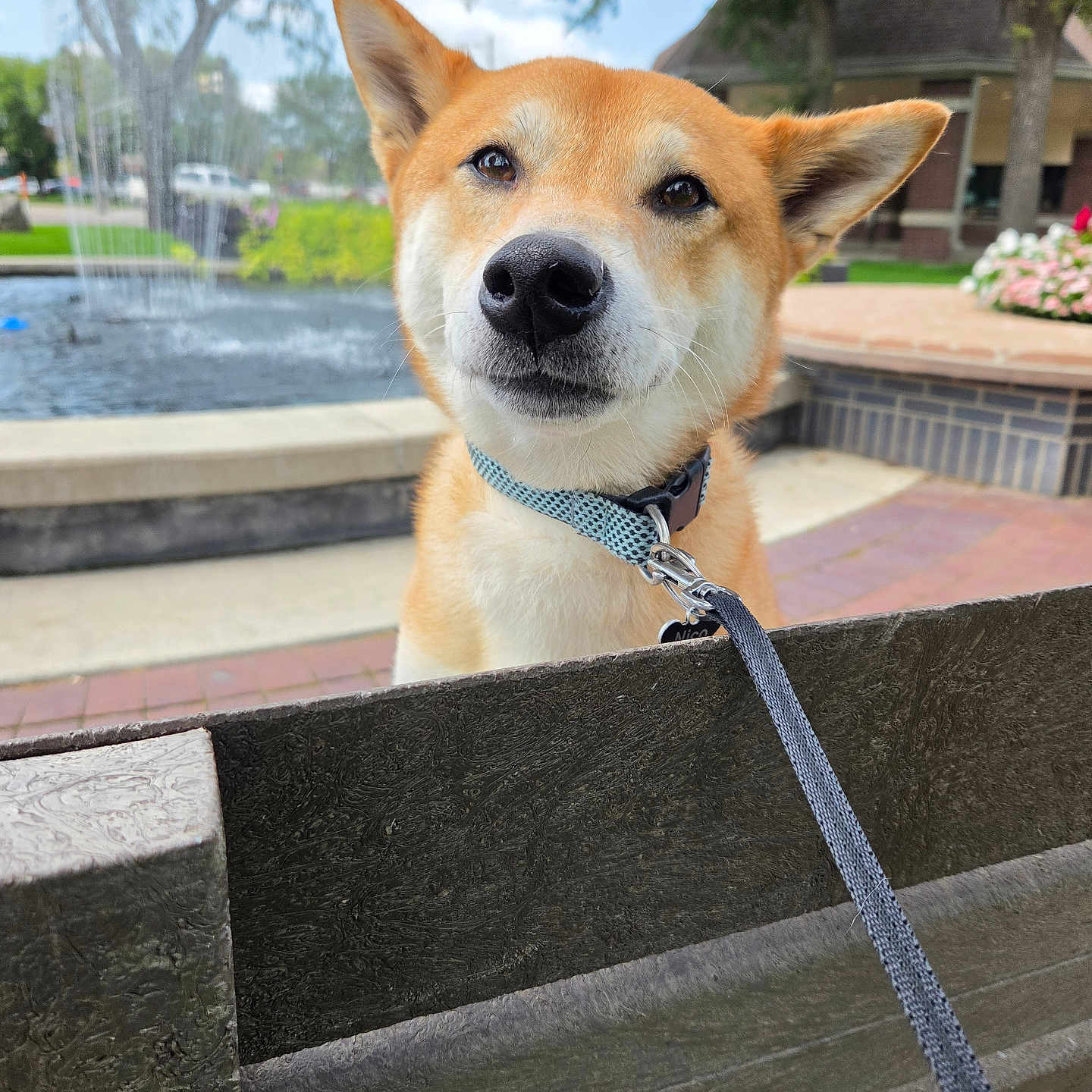 Nico