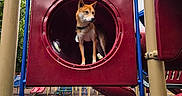 Nico joined the competition — help win amazing prizes! adventure, animal, architecture, blue, canine, collar, daylight, dog, green, low_angle, outdoor, park, perspective, pet, playground, playground_equipment, red, shiba_inu, standing, tunnel