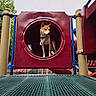 adventure, animal, architecture, blue, canine, collar, daylight, dog, green, low_angle, outdoor, park, perspective, pet, playground, playground_equipment, red, shiba_inu, standing, tunnel