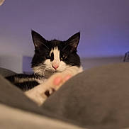 Mia participe au concours pour gagner de l'argent avec cette photo : cat, black_and_white, paw, pink_pads, fluffy, curious, indoor, soft_surface, close_up, pet, feline, whiskers, ears, face, looking, relaxed, cozy, background, animal, domestic