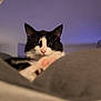 cat, black_and_white, paw, pink_pads, fluffy, curious, indoor, soft_surface, close_up, pet, feline, whiskers, ears, face, looking, relaxed, cozy, background, animal, domestic