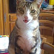 Hop a rejoint le concours — aidez-le/la à gagner de superbes lots ! cat, tabby_cat, tongue_out, tablecloth, kitchen, wooden_chair, wooden_cabinet, appliance, indoor, pet, curious, feline, domestic_animal, animal, fur, whiskers, ears, eyes, sitting, household