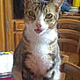cat, tabby_cat, tongue_out, tablecloth, kitchen, wooden_chair, wooden_cabinet, appliance, indoor, pet, curious, feline, domestic_animal, animal, fur, whiskers, ears, eyes, sitting, household