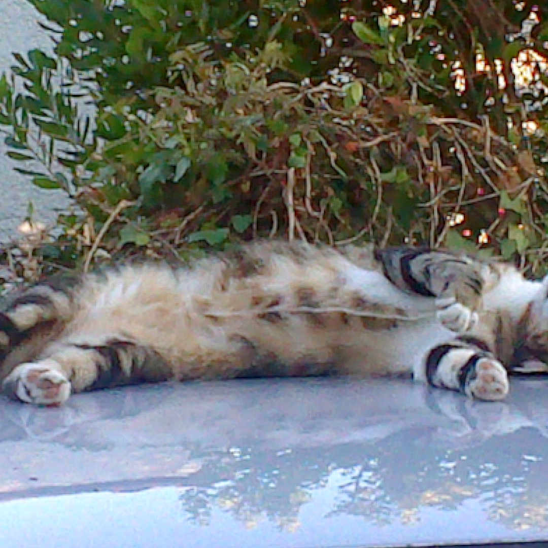 Hop a rejoint le concours — aidez-le/la à gagner de superbes lots ! animal, bushes, car_roof, cat, cute, fluffy, fur, greenery, mammal, nature, outdoor, paws, pet, relaxed, resting, sleeping, striped, sunlight, tabby, whiskers