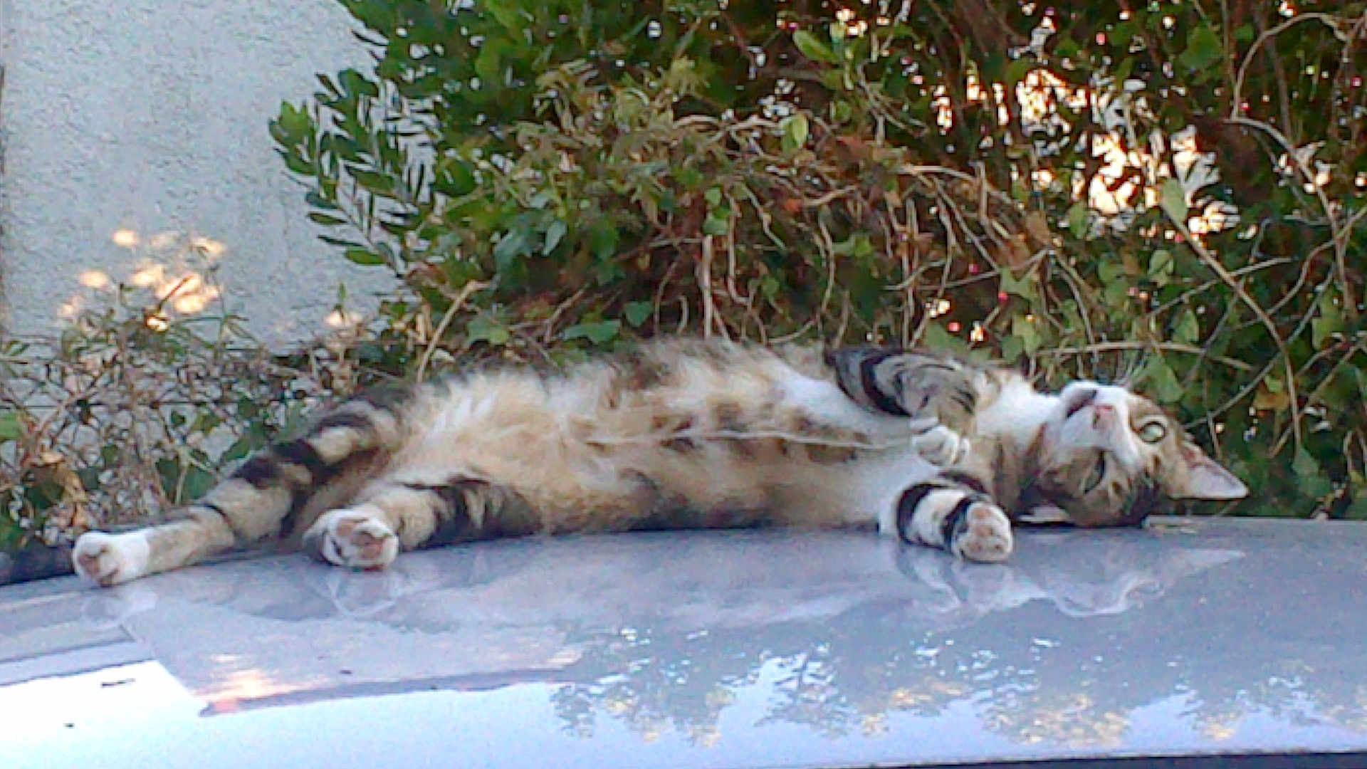 Hop a rejoint le concours — aidez-le/la à gagner de superbes lots ! animal, bushes, car_roof, cat, cute, fluffy, fur, greenery, mammal, nature, outdoor, paws, pet, relaxed, resting, sleeping, striped, sunlight, tabby, whiskers