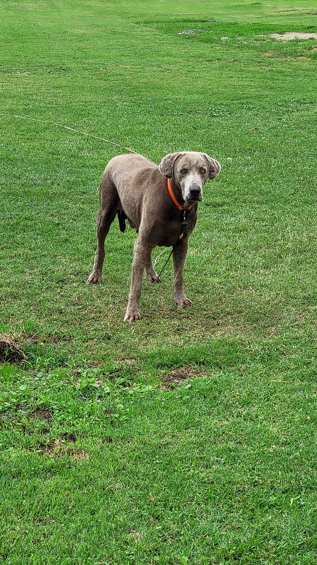 Tugg is registered to the contest to win money with this photo: animal_sports, carnivore, companion_dog, dog, dog_breed, dog_sports, fawn, grass, grassland, gun_dog, hunting_dog, liver, mexican_hairless_dog, pasture, plant, sports, tail, terrestrial_animal, working_animal, working_dog