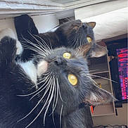 Luna And Twinkie is registered to the contest to win money with this photo: cat, black_cat, pets, indoor, window, whiskers, yellow_eyes, feline, curious, resting, close_up, reflection, computer_keyboard, technology, home, cozy, animal, two_cats, fur, relaxing