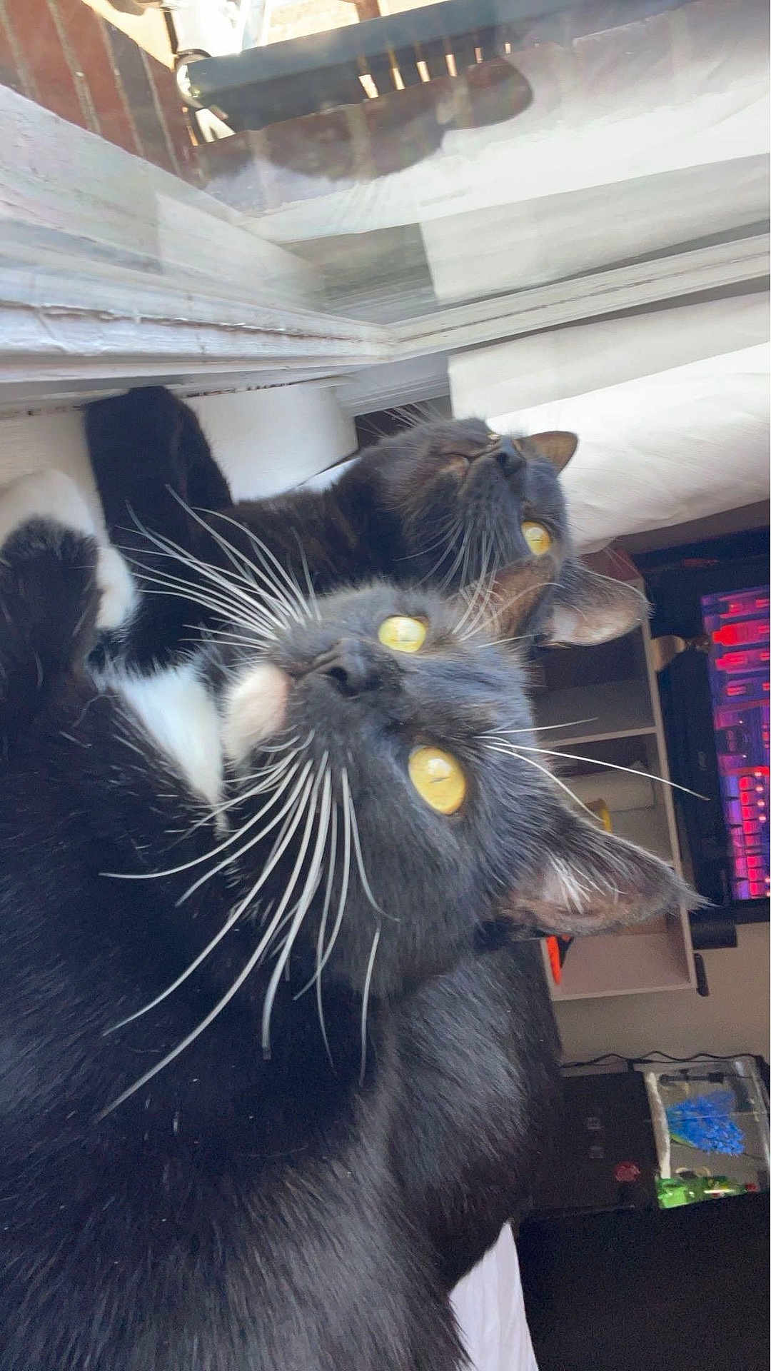 Luna And Twinkie is registered to the contest to win money with this photo: cat, black_cat, pets, indoor, window, whiskers, yellow_eyes, feline, curious, resting, close_up, reflection, computer_keyboard, technology, home, cozy, animal, two_cats, fur, relaxing