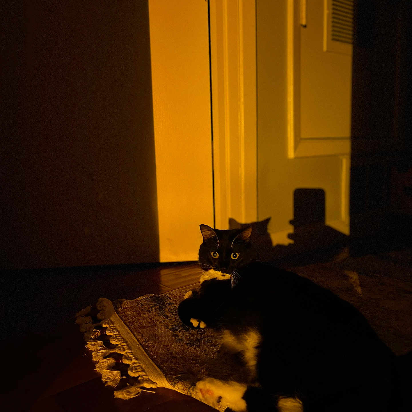 Sugar joined the competition — help win amazing prizes! animal, cat, contrast, curious, dark, door, evening, eyes, feline, floor, home, indoor, pet, quiet, relaxing, rug, shadow, tuxedo_cat, whiskers, yellow_light