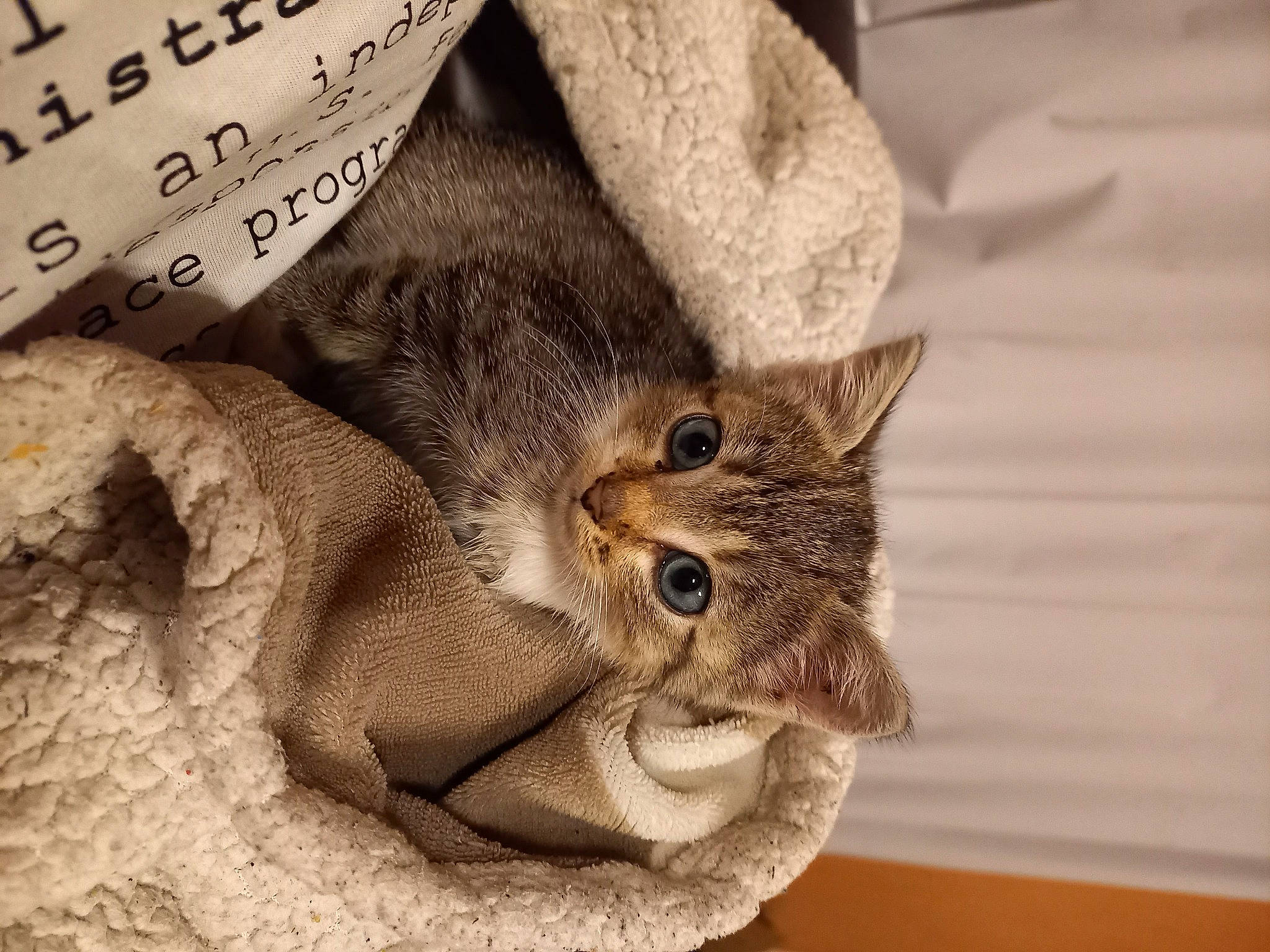 Elza a rejoint le concours — aidez-le/la à gagner de superbes lots ! bag, carnivore, cat, close_up, comfort, domestic_short_haired_cat, ear, fashion_accessory, fawn, felidae, font, fur, hat, linens, luggage_and_bags, outerwear, small_to_medium_sized_cats, snout, textile, whiskers