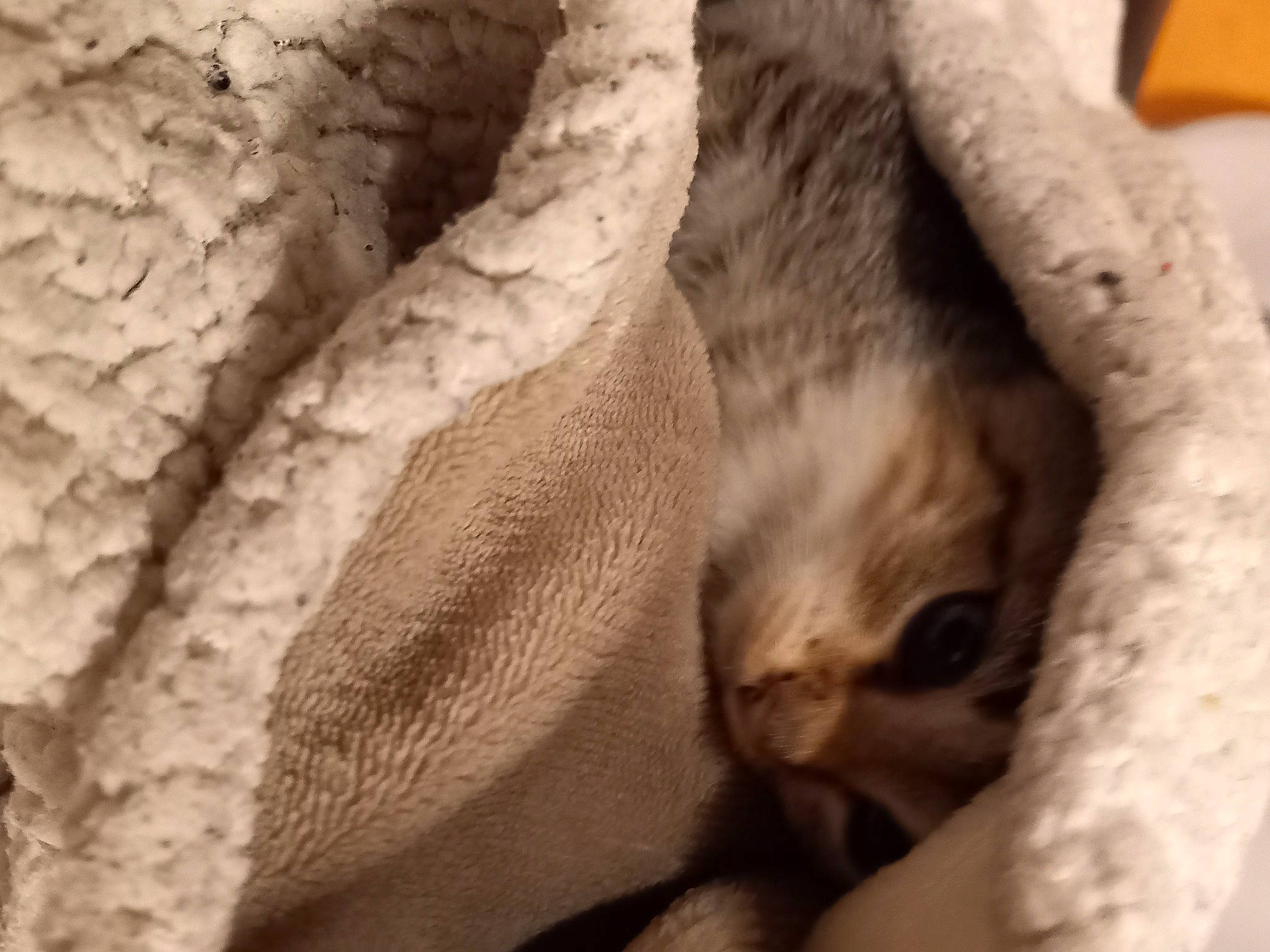 Elza a rejoint le concours — aidez-le/la à gagner de superbes lots ! carnivore, cat, claw, close_up, comfort, domestic_short_haired_cat, fawn, felidae, fur, grey, linens, nap, paw, sleep, small_to_medium_sized_cats, snout, tail, whiskers, window, wood