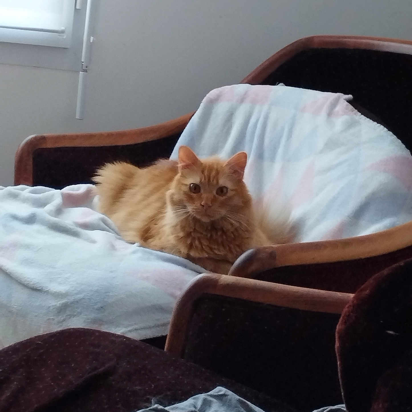 Tigrou participe au concours pour gagner de l'argent avec cette photo : animal, architecture, armchair, bed, blanket, building, cat, chair, couch, cushion, furniture, homedecor, indoors, interiordesign, kitten, linen, livingroom, manx, pet, room