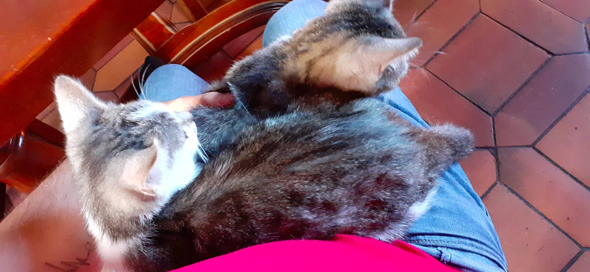 Razmo participe au concours pour gagner de l'argent avec cette photo : canidae, carnivore, cat, claw, comfort, companion_dog, dog_breed, domestic_short_haired_cat, ear, felidae, fur, gesture, human_leg, lap, nap, paw, small_to_medium_sized_cats, sporting_group, tail, whiskers